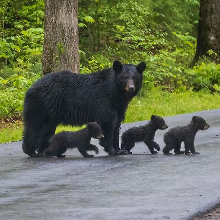Wilderness Lodge, Hot Tub, Game Room, Pool Access, 1089 Free Tickets Each Paid Day, Dollywood And M Sevierville Ngoại thất bức ảnh